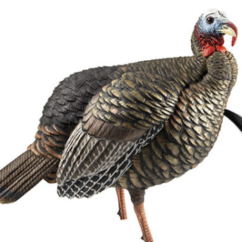 Avian X AVXAVX8105 HDR Jake Turkey Decoy Multi Color