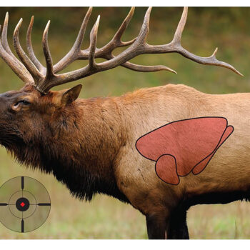 Birchwood Casey 35404 Pregame  Elk Paper Target 16.50" x 24" 3 Per Pkg