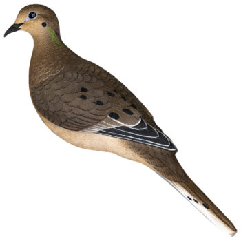 Avian X AVX-DOVE-6PK  Full Body Dove Multi-Color 6 Pack