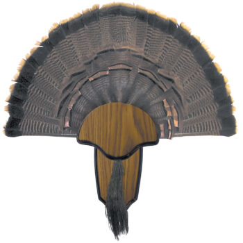 HS Strut 00849 Turkey Tail & Beard Mounting Kit